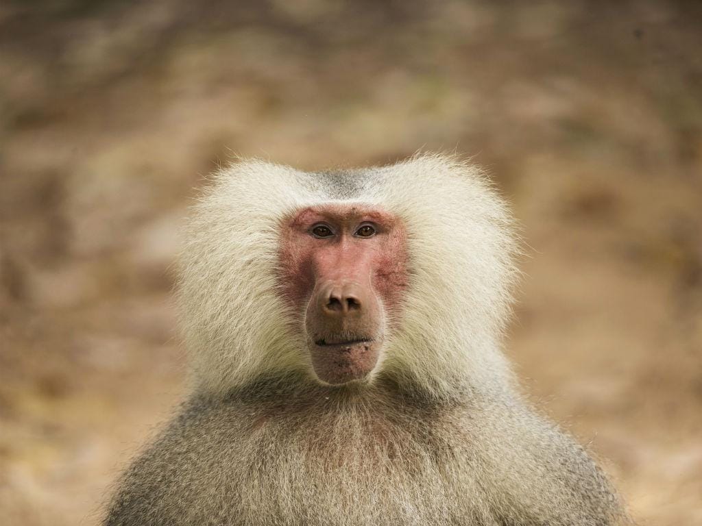 Um babuíno masculino (Papio Hamadryas) é visto perto de Tel Aviv, em Israel (REUTERS / Baz Ratner)