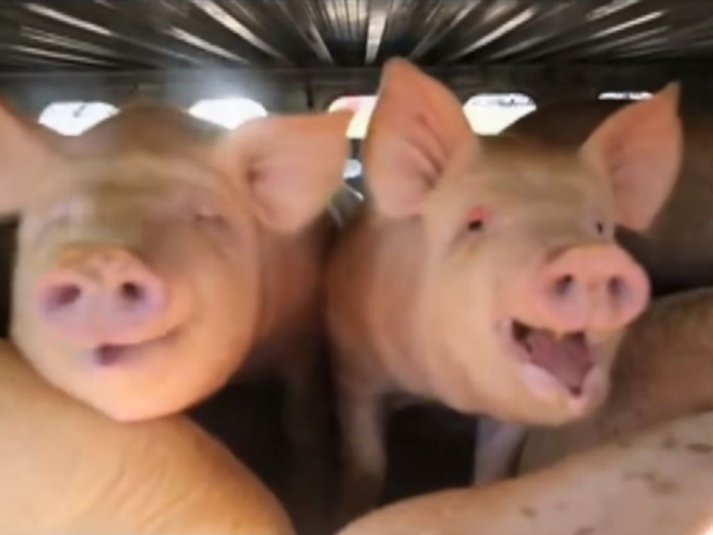 Porcos (Foto Reprodução YouTube)