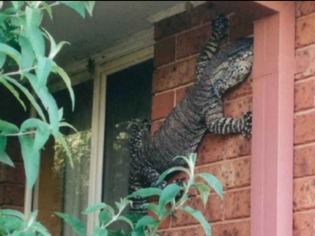 Lagarto gigante invade casa na Austrália