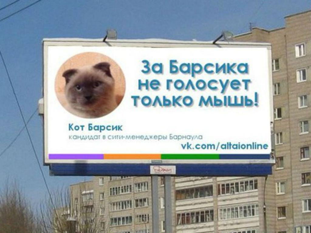 Cidade na Sibéria quer eleger gato como autarca