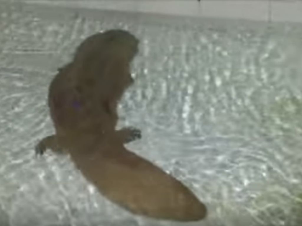 Salamandra gigante encontrada na China