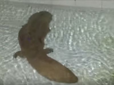 Salamandra gigante encontrada na China - TVI