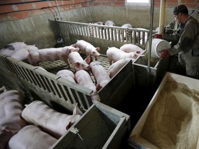 Coruche: incêndio mata 38 animais de raça suína - TVI