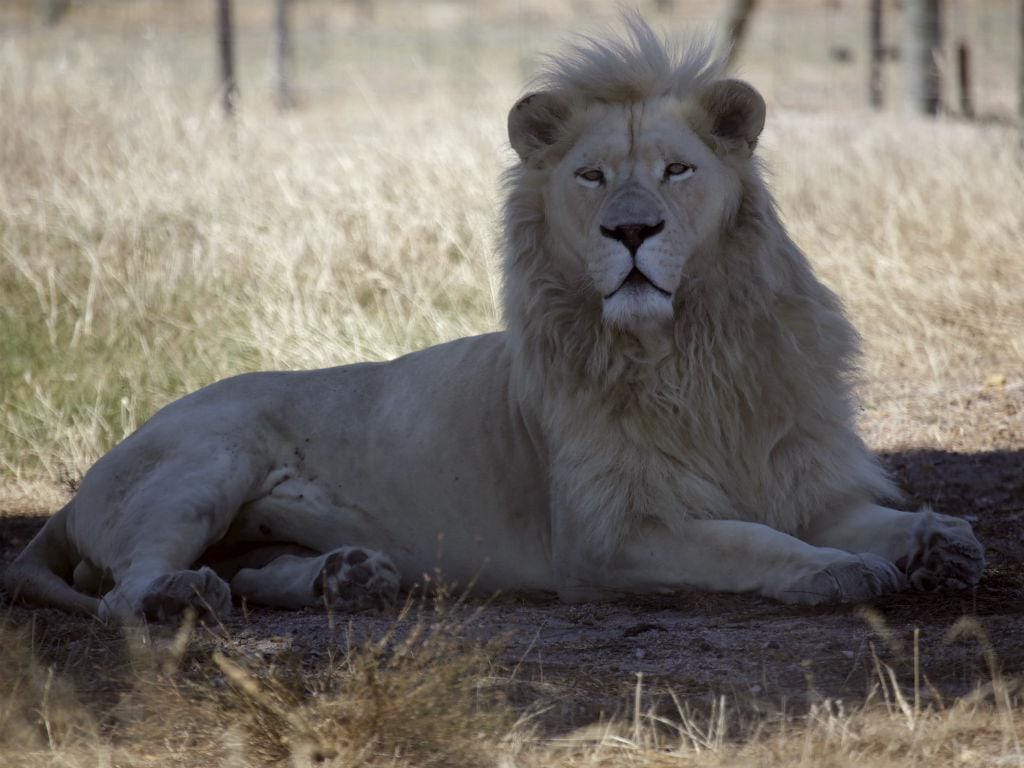 Brutus, o leão que foi após ter sido submetido a uma vasectomia (Reuters)