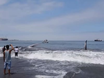 Banhistas ajudam a salvar baleia com 20 metros - TVI