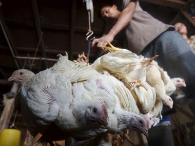 Venda de aves vivas suspensa em Hong Kong após teste positivo de gripe aviária - TVI