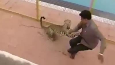 Leopardo invade escola e faz seis feridos - TVI