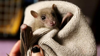 Morcegos podem ser controlo eficaz e natural de pragas - TVI