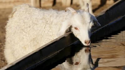 Fungo presente no estômago das cabras poderá produzir biocombustíveis - TVI