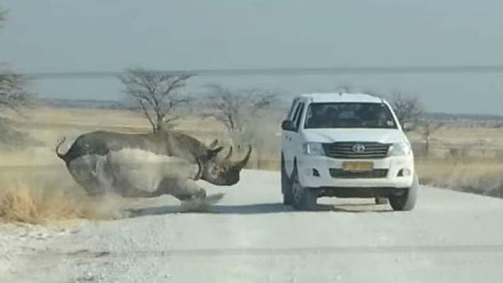 Rinoceronte ataca jeep