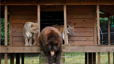 História de uma amizade improvável entre um leão, um urso e um tigre - TVI