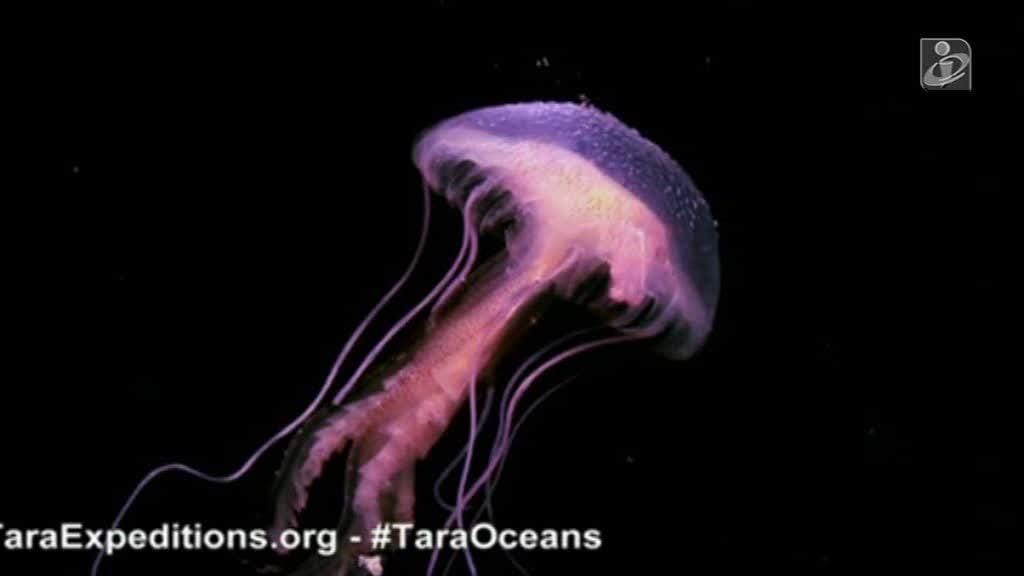 NXT: o plâncton é responsável por metade do oxigénio que respiramos