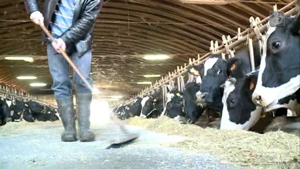 Os problemas que enfrentam os produtores de leite