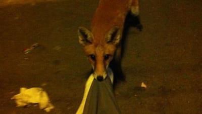 Britânico acorda com raposa a roer-lhe as calças - TVI