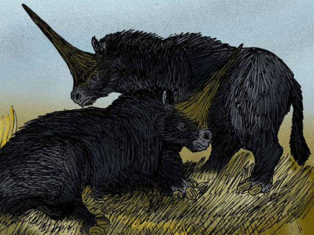 "Unicórnio da Sibéria" ou Elasmotherium Sibiricum