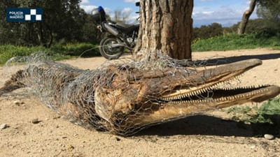 Golfinho encontrado morto no parque público de Madrid - TVI