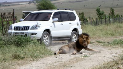 Leão abatido depois de ter atacado homem no Quénia - TVI