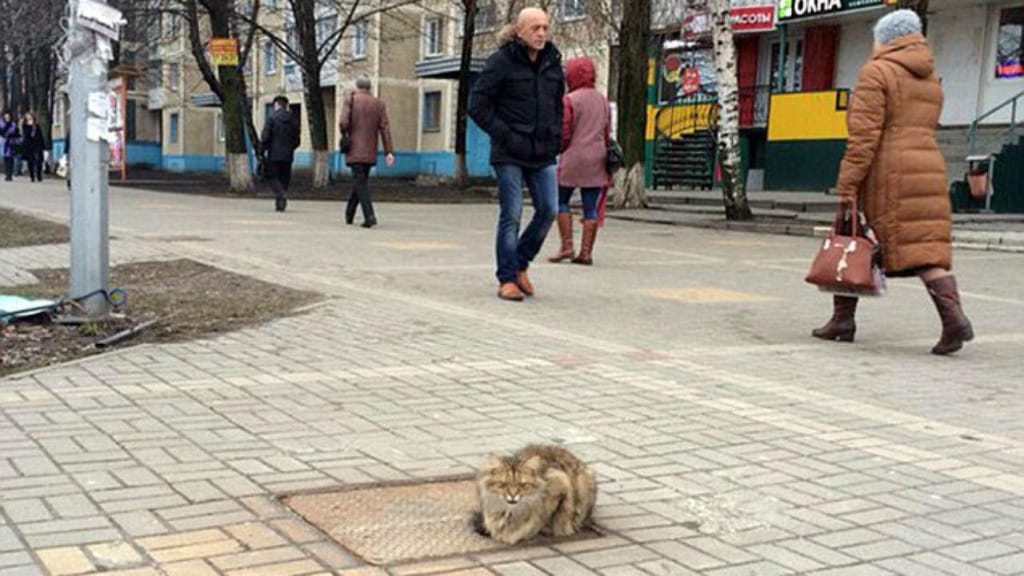 Gato abandonado na Rússia (foto Ostap Zadunayskiy)
