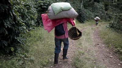 Denunciadas situações de “escravatura” em fazendas de café no Brasil - TVI