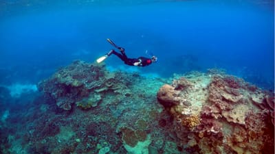 Fertilidade dos corais da Grande Barreira afetada por branqueamento - TVI