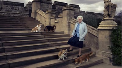 Cães reais já têm casa. Os corgi da rainha vão ficar com o príncipe Andrew e Sarah Ferguson - TVI