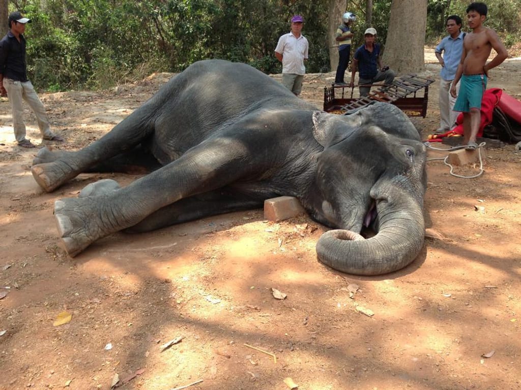 Elefante morre após ter transportado turistas sob 40.º  [Reprodução: Facebook]
