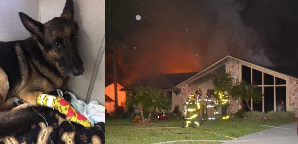 Cão-herói salva duas crianças presas num incêndio