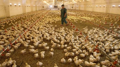 Gripe aviária leva ao abate de mais de 30 milhões de aves na Coreia do Sul - TVI