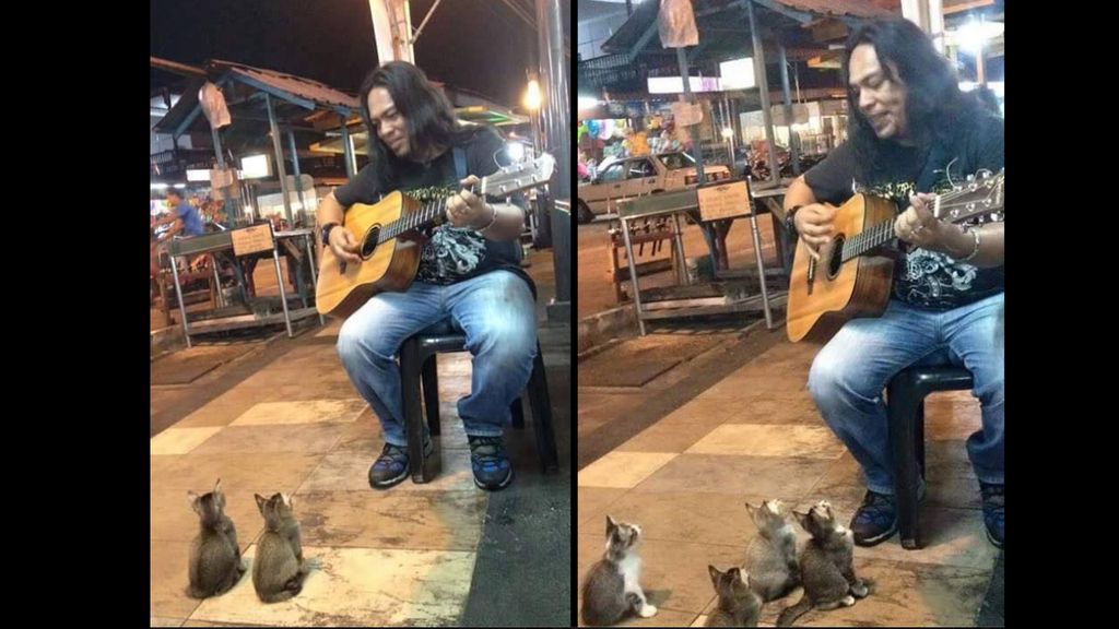 Gatos assistem a concerto de artista de rua