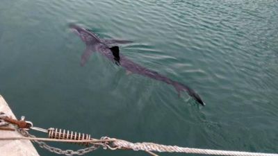 Tubarão surpreende ao reaparecer em base naval espanhola - TVI