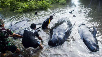 Dezenas de baleias dão à costa na Indonésia - TVI