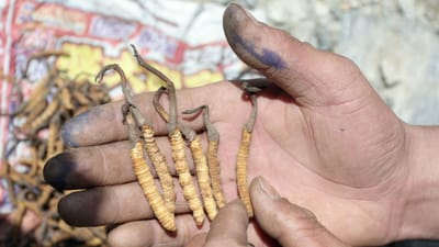 Homem morre no Nepal em disputa por cogumelo afrodisíaco - TVI