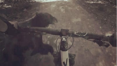 Ciclista de montanha colide com urso (e ficou filmado) - TVI