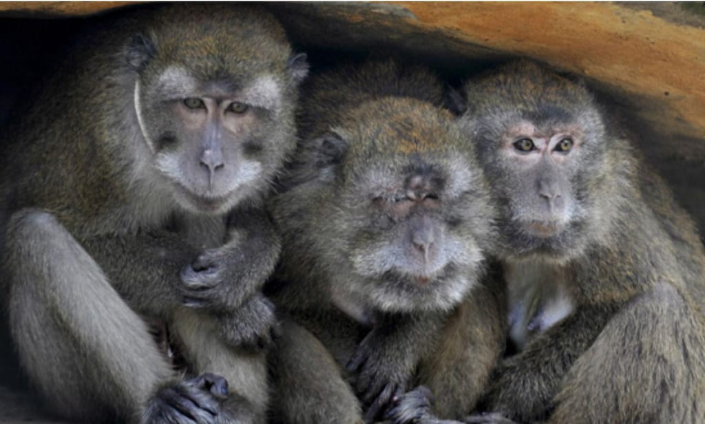 Os primatas são a espécie que mais transmite virus aos humanos