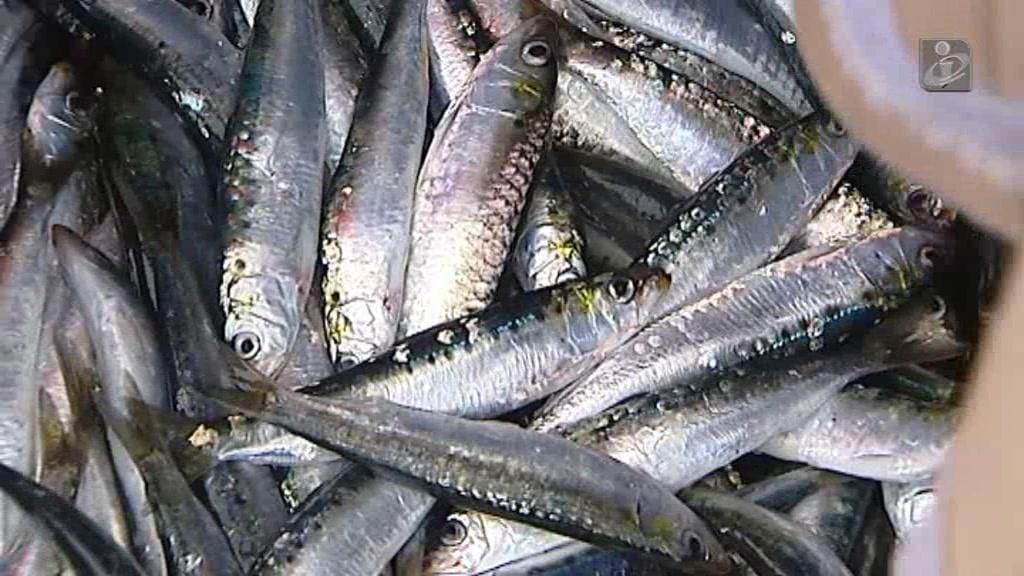 Quanto custa uma sardinha quando chega ao seu prato?