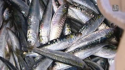 Pescadores da sardinha de Portugal e Espanha recebidos quarta-feira em Bruxelas - TVI