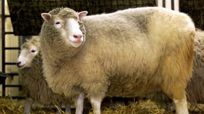 Dolly, a ovelha clonada, nasceu há 20 anos - TVI