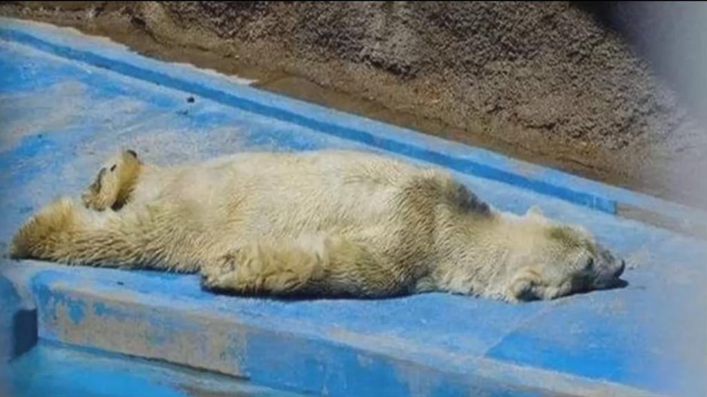Morreu o urso polar mais triste do mundo