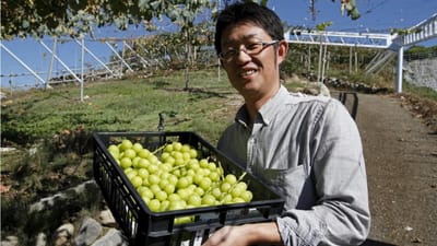 Nem vai acreditar quanto custou um cacho de uvas no Japão - TVI