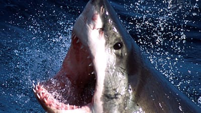 Homem esmurra tubarão para salvar mulher - TVI