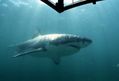 Surfista morre devido a ataque de tubarão-branco - TVI