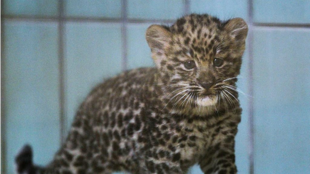 Cria de leopardo-de-amur