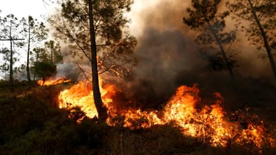 Homem confessa ter ateado nove fogos em Águeda - TVI