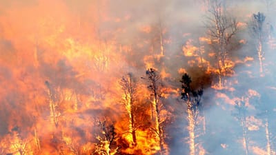 EUA: 1500 pessoas retiradas devido a incêndios - TVI