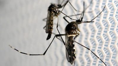 Madeira enviou para o Brasil equipamento radioativo para esterilizar mosquitos do Zika - TVI