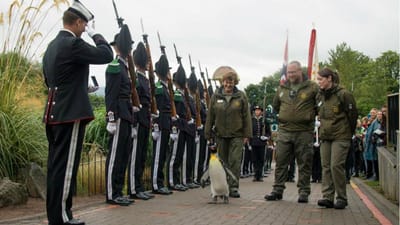 A mais alta condecoração militar da Noruega foi atribuída a um pinguim - TVI