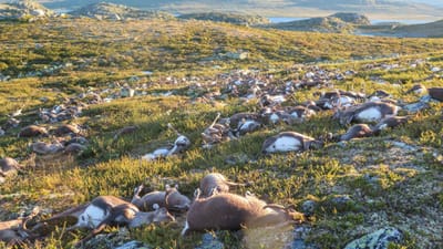 Relâmpago mata mais de 300 renas na Noruega - TVI