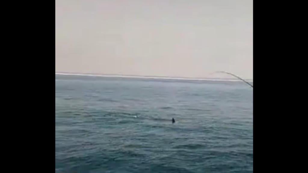 Tubarão avistado ao largo de Setúbal