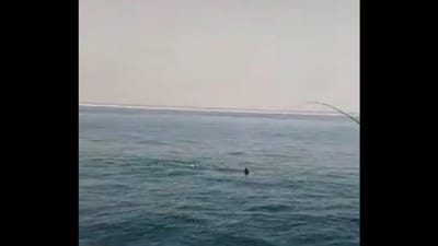 Tubarão filmado ao largo de Setúbal - TVI