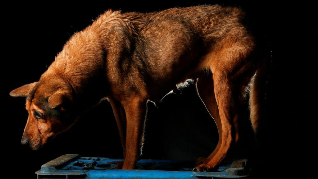 Cães abandonados e subnutridos fazem sessão fotográfica